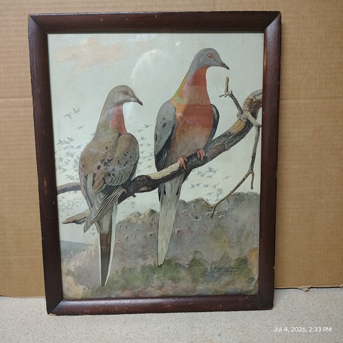 Antique 1911 passenger pigeon - 1911,