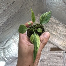 Anthurium vittarifolium