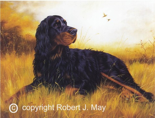 Gordon setter print robert - by,