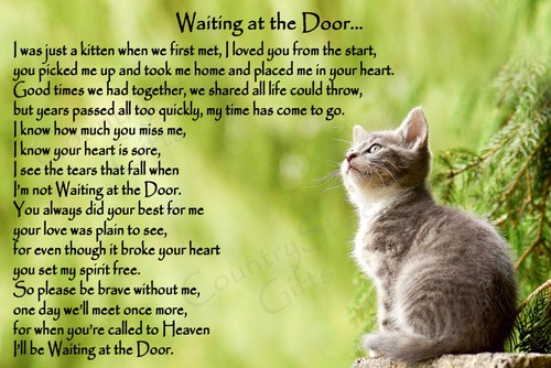 Cat memorial rainbow bridge - cat,