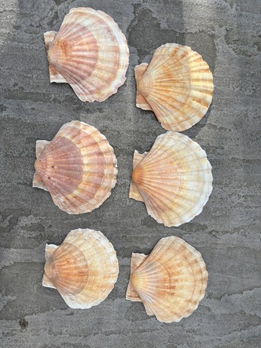 Sunset king sea scallop - 6x,
