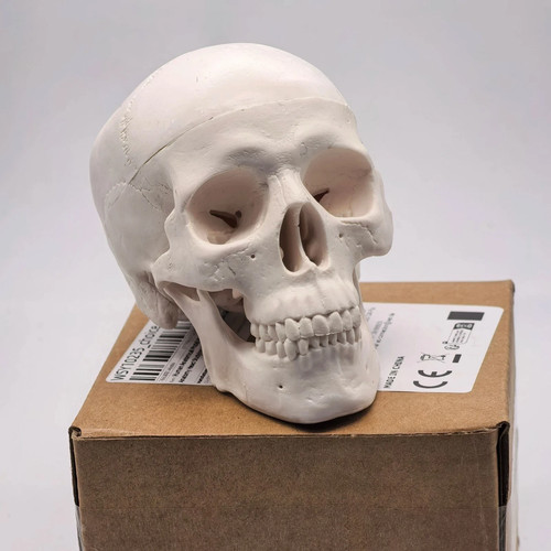 Human skull replica - skull, resin