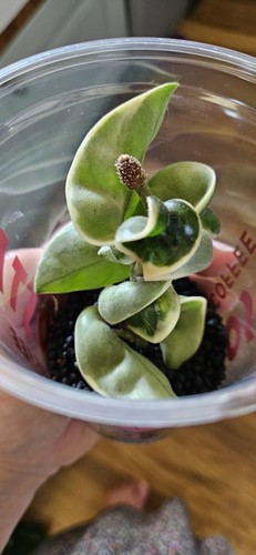Hoya carnosa compacta - hoya,