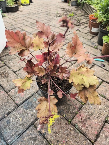 Beautiful caramel heuchera - caramel,