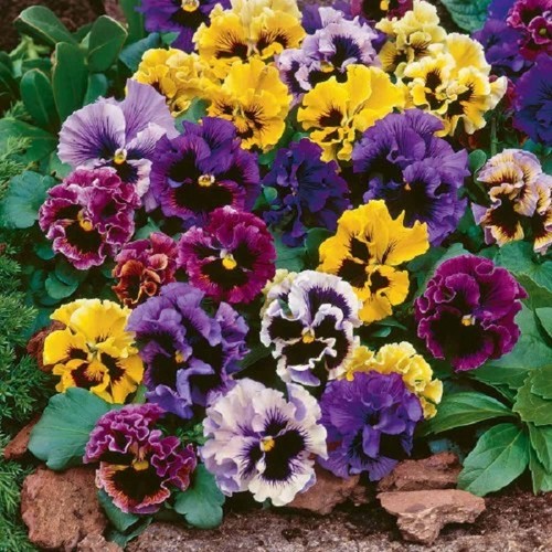 Pansy masterpiece rococo mix - pansy,