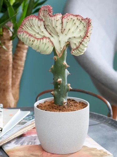Euphorbia lactea cristata - euphorbia,