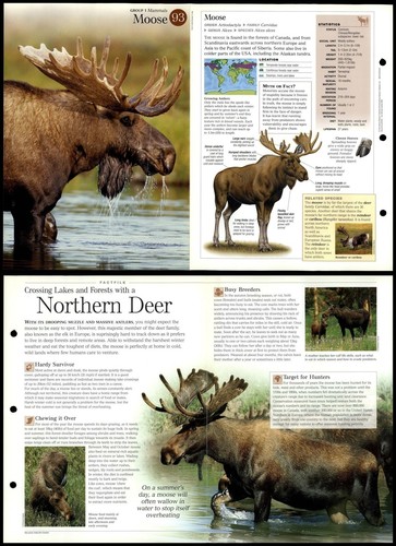 Moose mammals - #93,