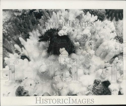 1969 press photo starfish - press,