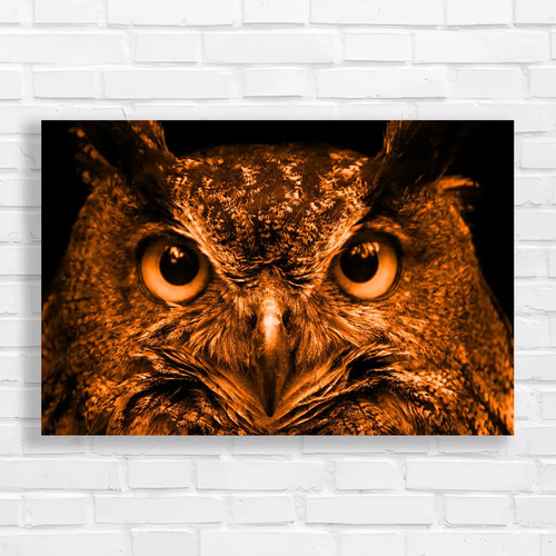 Piercing owl eyes orange - owl,
