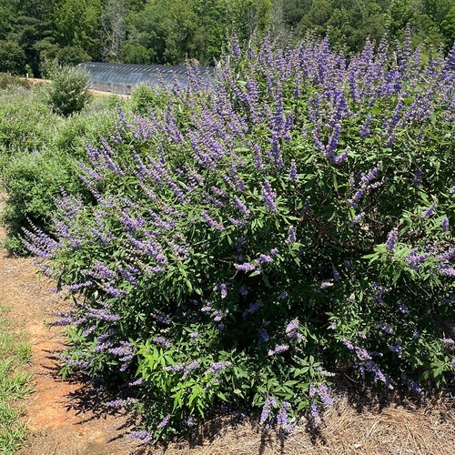 Vitex agnus castus queen - vitex,