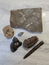 Mixed Fossil Collection –