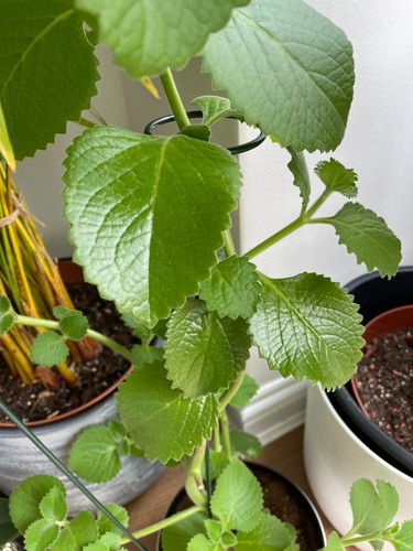 Indian borage spanish thyme - borage/, thyme/