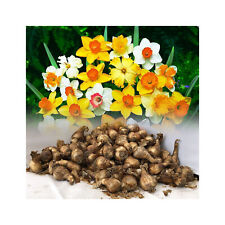 1-200 MIXED DAFFODIL/NARCISSUS BULBS FROM OUR BEST VARIETIES SPRING PERENNIAL