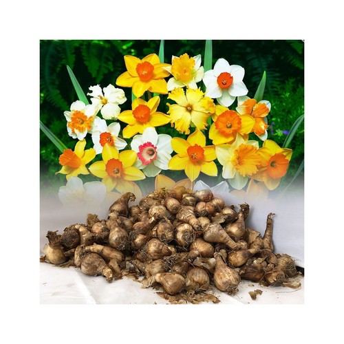 200 mixed daffodil - mixed, daffodil/narcissus