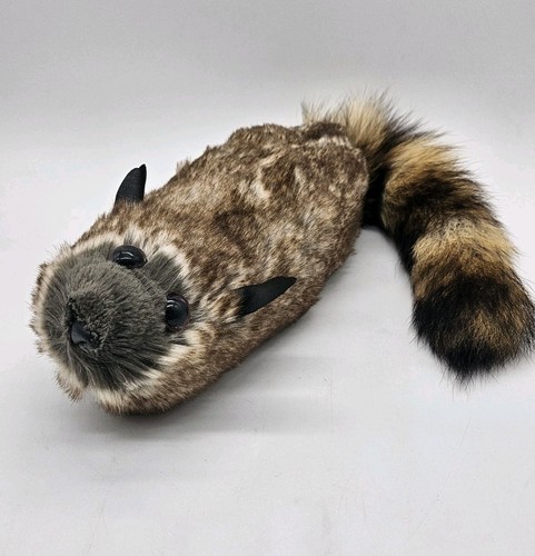 Magic trick spring - magic, raccoon