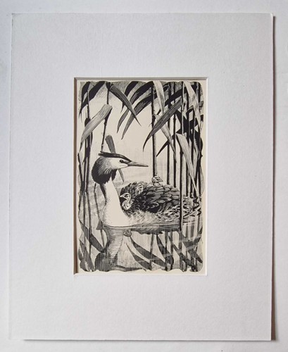 Tunnicliffe great crested - great,