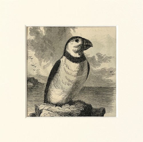 Puffin bird print - print, c.1880