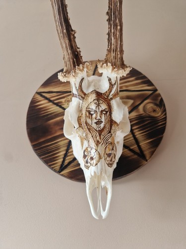 Real roe deer - real, skull,