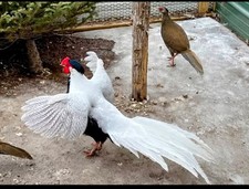 3 Silver pheasants hatching