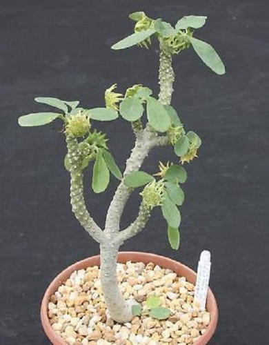 Dorstenia lavrano 10341 - , exotic