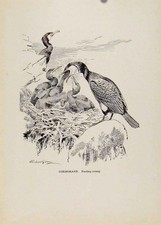 Original Old Vintage Print