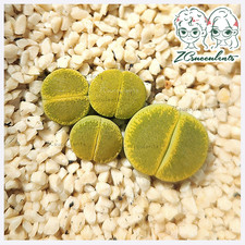 Lithops lesliei subsp - .,