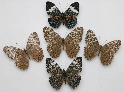 Real butterfly specimens x5 - real,