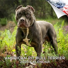American Pit Bull Terrier Dog