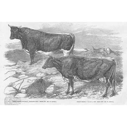 Cattle prize welsh breeds - cattle,