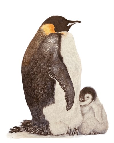 Pair penguin mother - mother, and