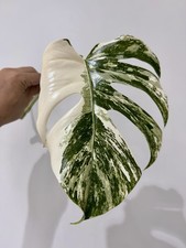 Variegated Monstera Albo
