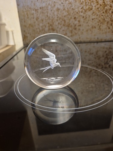 Decorative seabird over the - decorative,