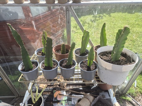Dragon fruit cacti - , (hylocereus