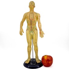 Vtg 17” Acupuncture Model
