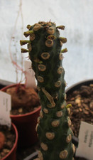 EUPHORBIA ROYLEANA - unusual
