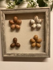 Cased replica birds eggs - birds,