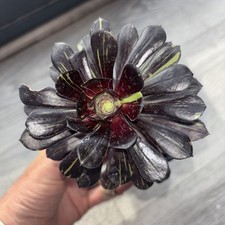 aeonium big bang  Width 4 1/4