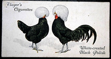 WHITE - CRESTED BLACK POLISH  Chickens  Vintage 1931  Illustrated Card  JE27MS
