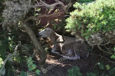 Photo 6x4 A sheep shelters