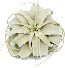 Xerographica Air Plants-Varied
