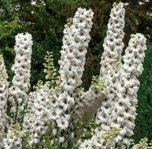Delphinium pacific giant - pacific,