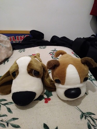 The dog beagle boxer - &, boxer-