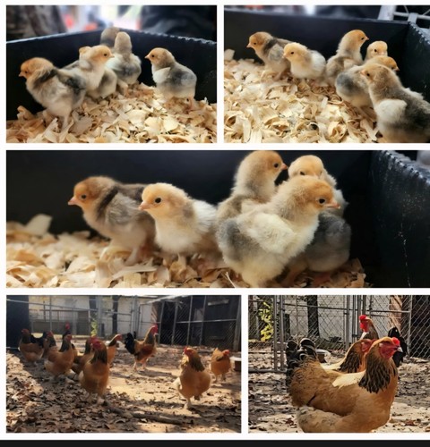 Buff brahma hatching - buff,