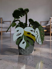 Monstera Coaster Set with