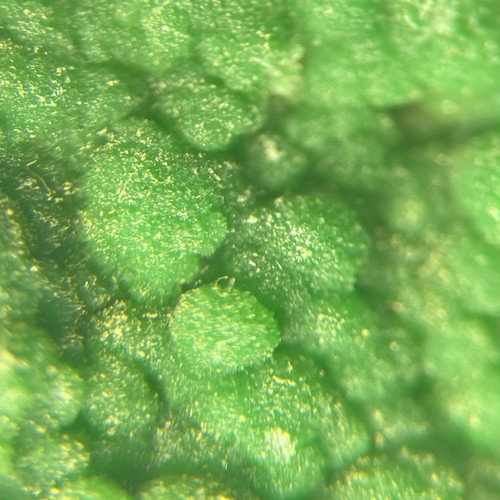 Pyromorphite crystals - crystals, on