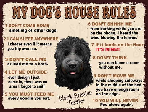 Black russian terrier - black,