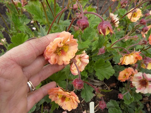 Fresh seeds each geum - of,