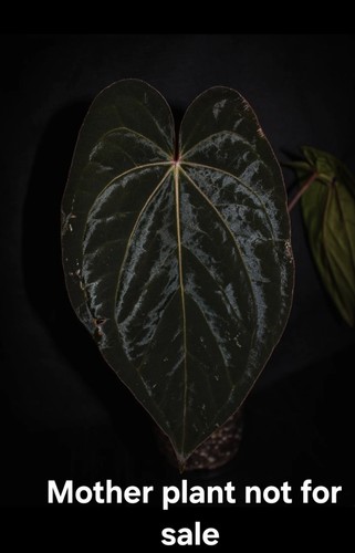 Anthurium dressleri - anthurium, x