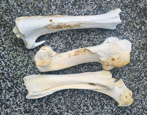 Horse bones taxidermy - , art