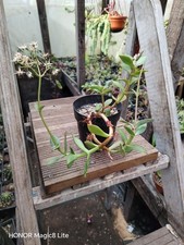 Crassula Lactea Taylors plants